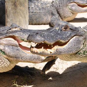 Everglades National Park Private Airboat Tour - 60 Minute